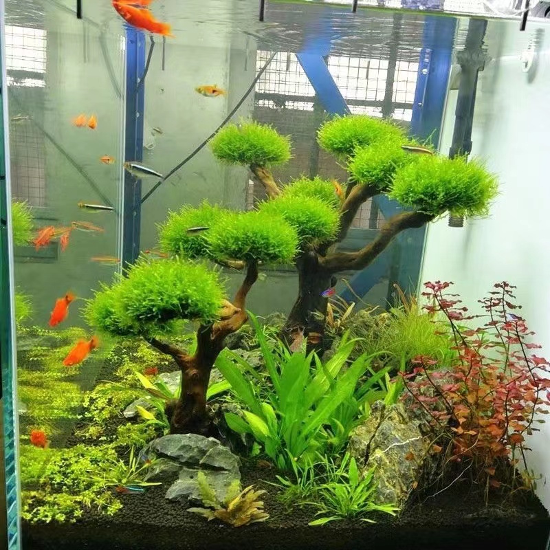Planted Aquarium Moss - Aquarium groenheid houten frame planten decoratie
