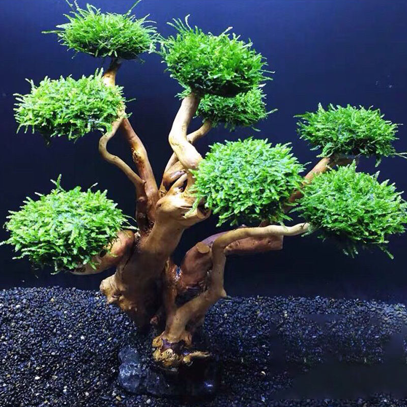 Aquarium groenheid houten fram - Planted Aquarium Moss recensie en prijs