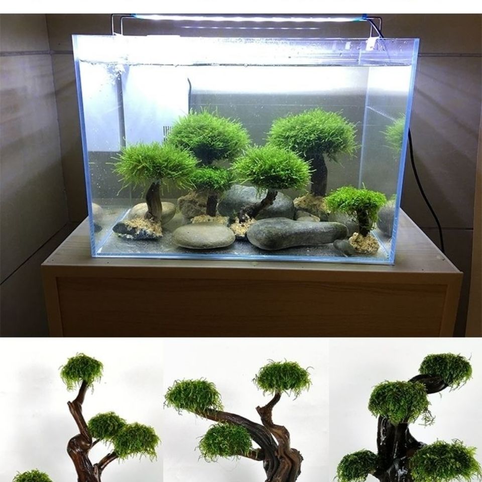 Aquarium groenheid houten fram - Planted Aquarium Moss recensie en prijs